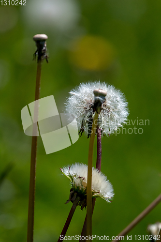 Image of White dandelion flowers in green grass