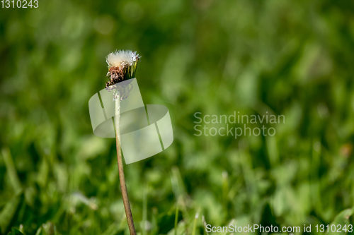 Image of White dandelion flowers in green grass