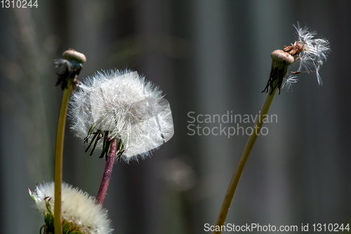 Image of White dandelions on gray background.