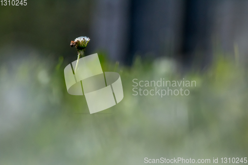 Image of Abstract white dandelion on field.