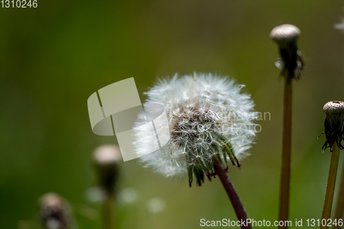 Image of White dandelion flowers in green grass.
