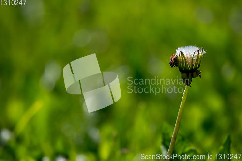 Image of White dandelion flowers in green grass.