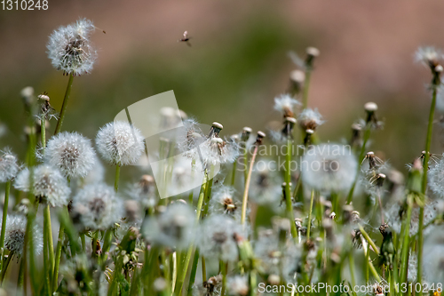 Image of White dandelion field on green grass.