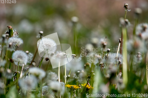 Image of White dandelion field on green grass.