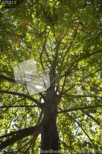 Image of Sycamore treetop