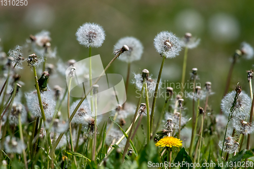 Image of White dandelion field on green grass.