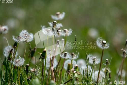 Image of White dandelion field on green grass.