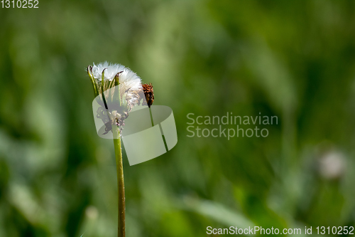 Image of White dandelion flowers in green grass.