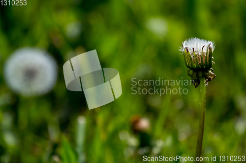 Image of White dandelion flowers in green grass.