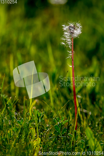 Image of White dandelion flowers in green grass.