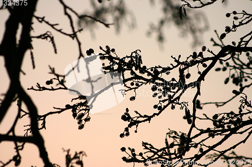 Image of branches morning