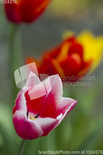 Image of Tulips