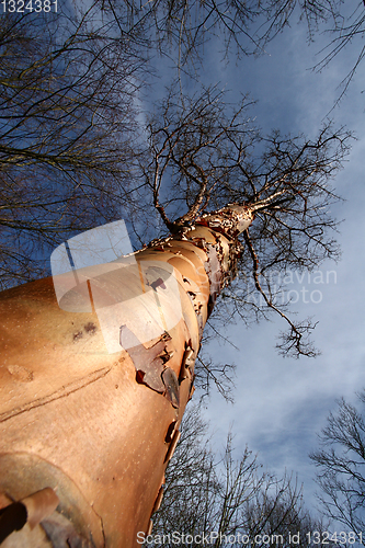 Image of branches