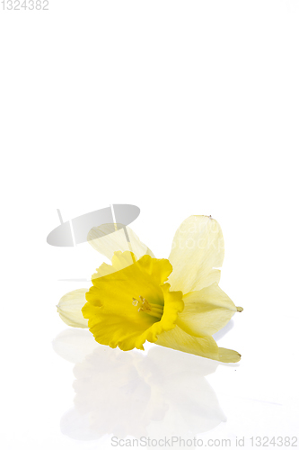 Image of Yellow lily closeup