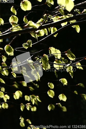 Image of forest
