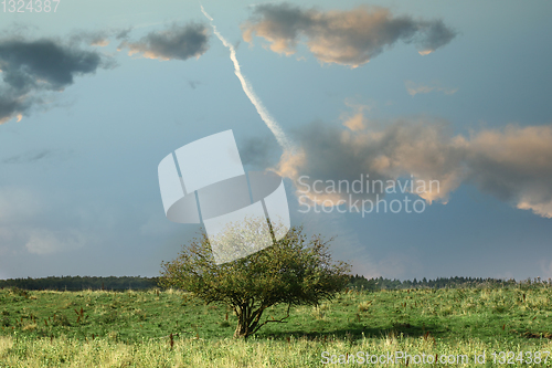 Image of lonely tree