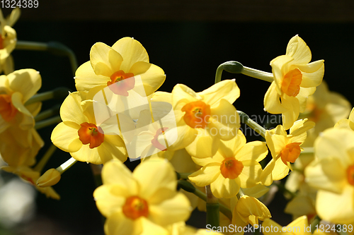 Image of flower closeup