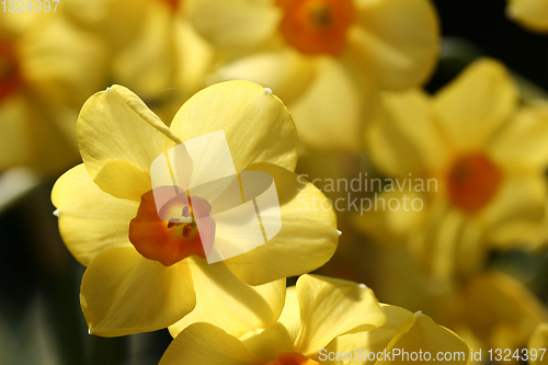 Image of flower closeup