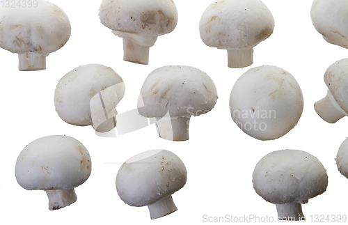 Image of Many white mushroom
