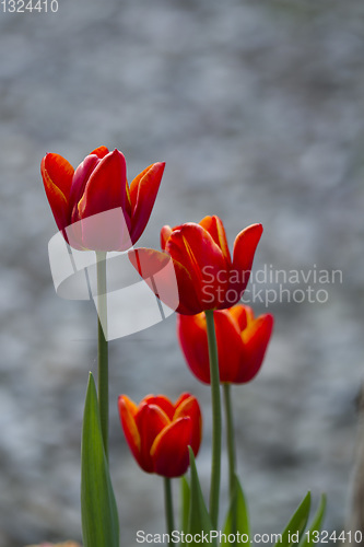 Image of Tulips