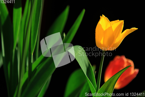 Image of Tulips