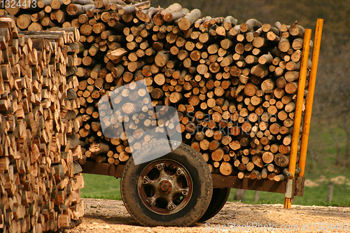 Image of tree trunk