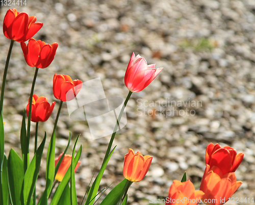 Image of Tulips