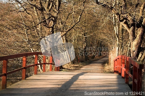 Image of trees and forest
