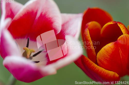 Image of Tulips