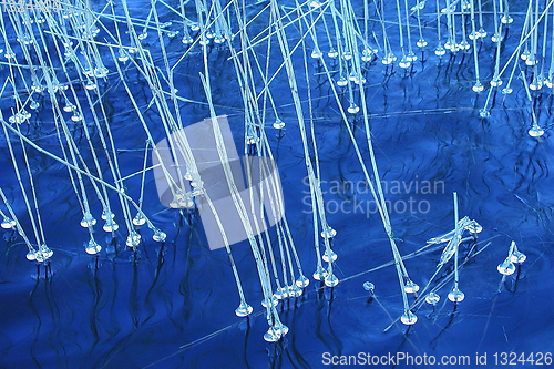 Image of reed