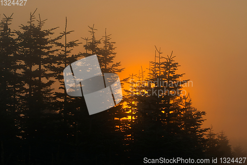 Image of branches morning