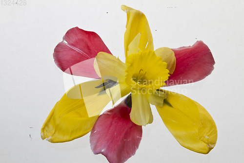 Image of Yellow lily closeup