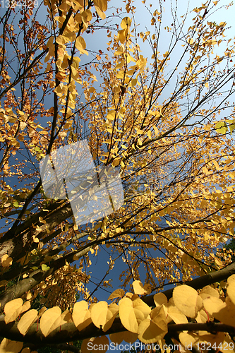 Image of branches