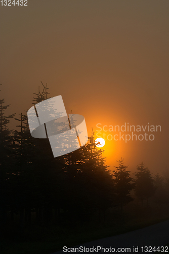 Image of branches morning