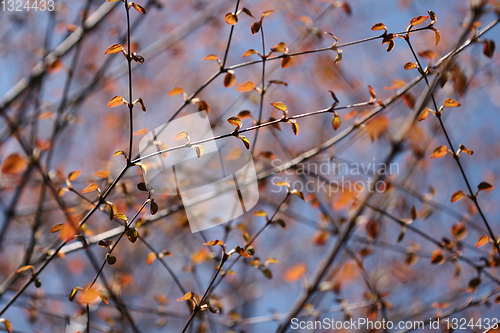 Image of spring