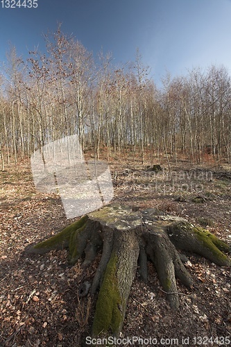 Image of lake forest