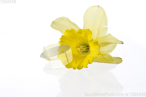 Image of Yellow lily closeup