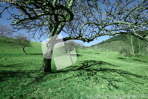 Image of Creative photo of a tree