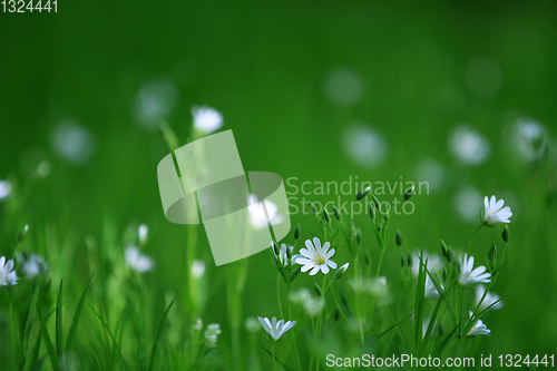 Image of Flowers