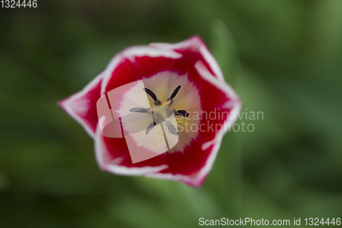 Image of Tulips