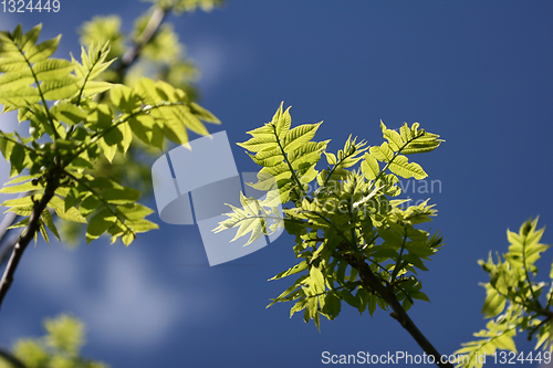 Image of Spring