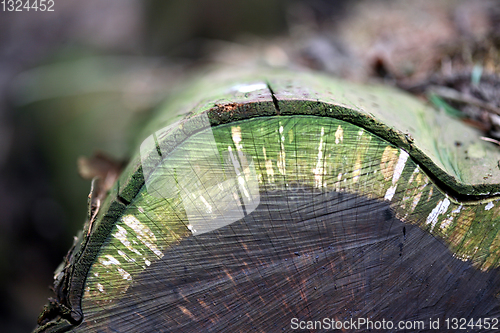 Image of tree trunk