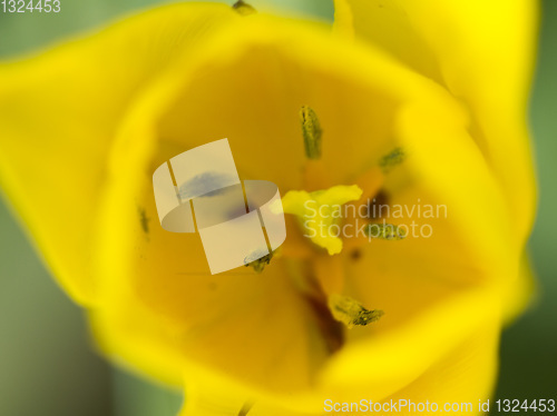 Image of Tulips