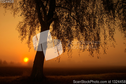 Image of branches morning