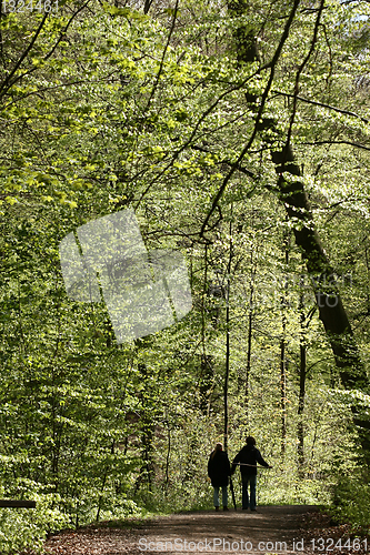 Image of trees and forest