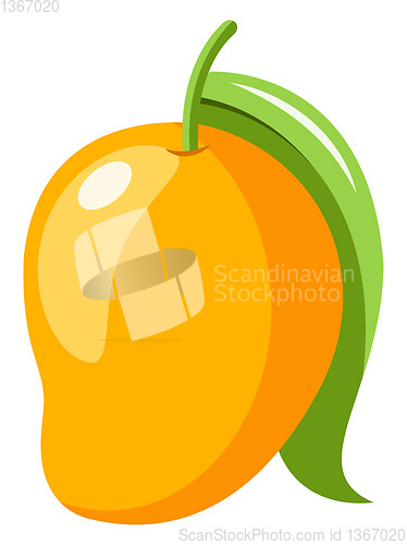 Image of Mango, vector color illustration.