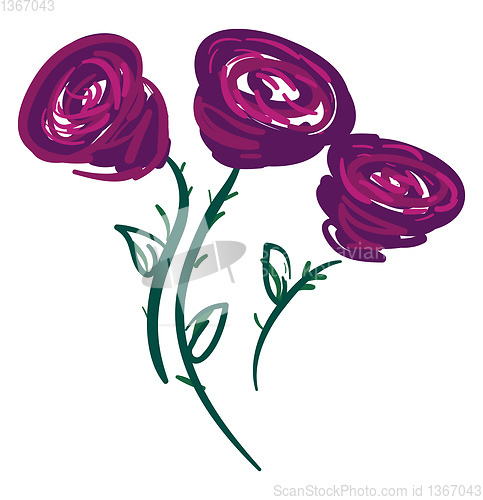 Image of Three purple roses vector or color illustration