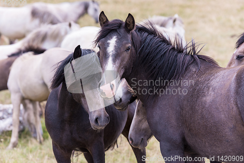 Image of portrait of beautiful wild horses