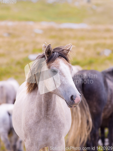 Image of portrait of beautiful wild horses