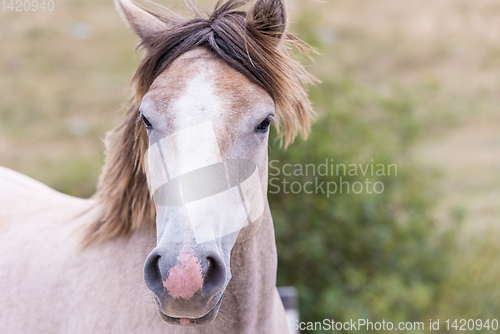 Image of portrait of beautiful wild horse